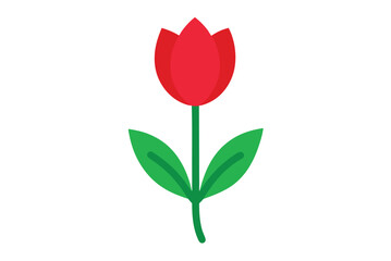tulip on white background