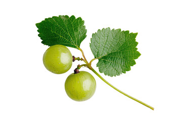 Fresh green grapes on a vine.  Small, unripe,  light green grapes,  with vibrant leaves