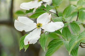 White flowering dogwood in spring