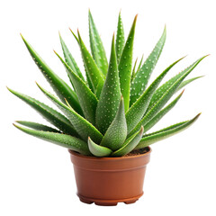 Aloe Vera isolated on a Transparent background.