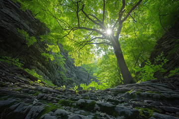 Fototapeta premium The tranquil beauty of majestic green trees in the ravine shines through with their peaceful grandeur, harmonious blend of light and leaves, and enduring presence at the core of the ravine 