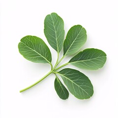 Fresh Fenugreek Leaf Isolated on Crisp White Background