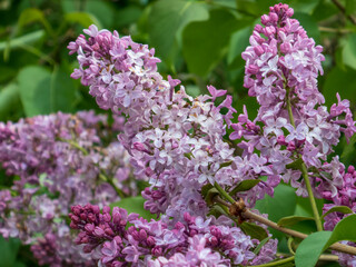 Delicate Lilac Flowers Blooming in Spring
