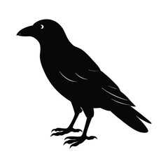 common raven bird silhouette art illustration on white background