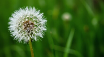 Serene Dandelion: A Close-Up of Delicate Seedhead in Lush Green