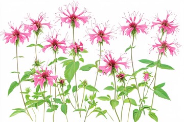 Vibrant Bee Balm Flowers and Delicate Grass on White Background