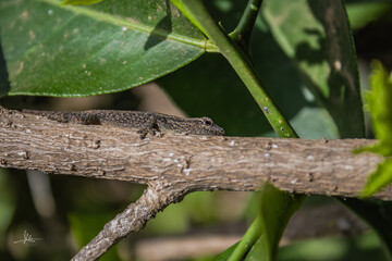 lizard on a tree