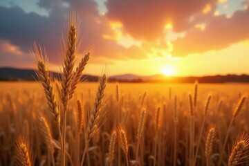 Fototapeta premium Golden wheat swaying gently in a breathtaking sunset , image, scene