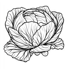 A detailed black and white illustration of a cabbage plant