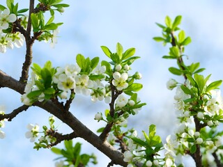 Close-up shot of plum tree branches blooming against a blue sky.