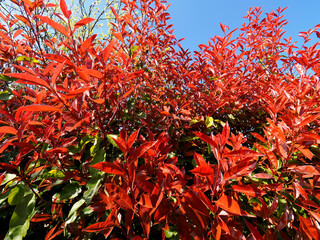 Red foliage of photinia bush on blue sky background. New leaves grow red then turn green over time 