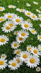 Fototapeta premium A vibrant cluster of daisies in a lush green field , nature, closeup, botanical