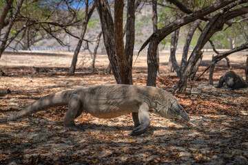 A majestic Komodo dragon, with its powerful form, moves gracefully through the lush trees and vibrant foliage of a serene and tranquil woodland setting, Komodo Island, Indonesia