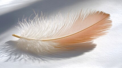 Obraz premium Soft peach feather, sunlight, white background, delicate texture, design element