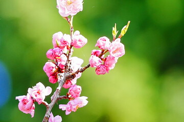 ピンク色の可愛い梅の花