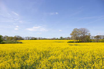 Blühendes Rapsfeld