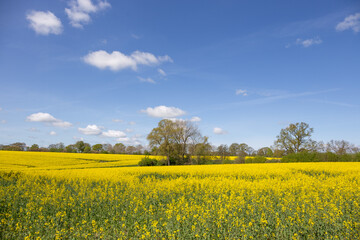 Blühendes Rapsfeld