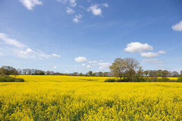 Blühendes Rapsfeld