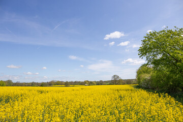 Blühendes Rapsfeld