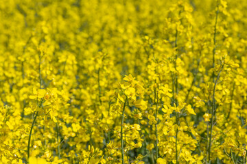 Obraz premium Blühendes Rapsfeld