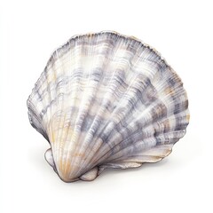 Obraz premium A seashell, light beige with dark grey/purple striations, lies flat on a plain white background. Detailed ribbed texture