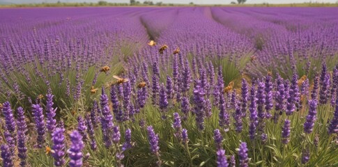 Abundant golden bees dance above a vibrant purple lavender field nature's colorful symphony ,  insects,  bloom
