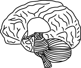 human brain structure and anatomy outline with transparent background
