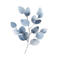 Delicate eucalyptus branch in muted blue watercolor.  Soft, painted leaves on a thin stem against a white background