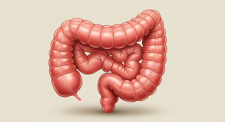Detailed Human Colon Anatomy Illustration: Large Intestine Structure Biology and Medical Diagram for Education