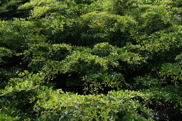 Dense Green Foliage A Lush Canopy of Leaves and Branches background