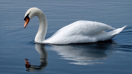Fototapeta premium Serene Swan: A Study in Grace and Reflection