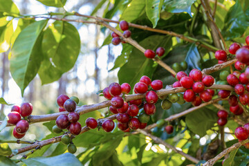 Coffee tree concept. Organic coffee berries beans. Red berry branch. coffee beans on the tree organic farming concept
