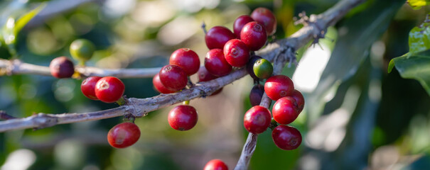 Coffee tree concept. Organic coffee berries beans. Red berry branch. coffee beans on the tree organic farming concept