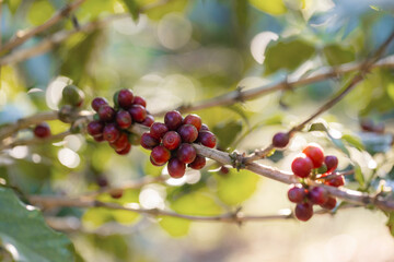 Coffee tree concept. Organic coffee berries beans. Red berry branch. coffee beans on the tree organic farming concept