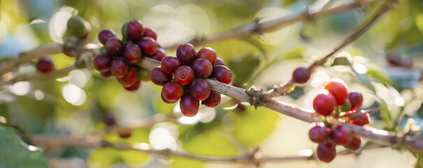Coffee tree concept. Organic coffee berries beans. Red berry branch. coffee beans on the tree organic farming concept