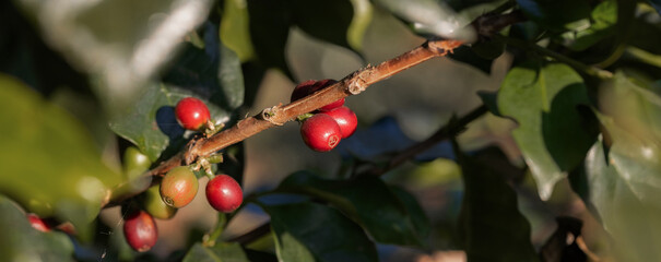 Coffee tree concept. Organic coffee berries beans. Red berry branch. coffee beans on the tree organic farming concept