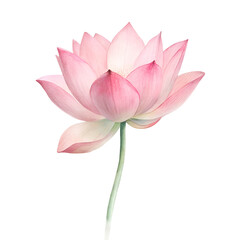watercolor pink lotus isolated on white