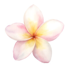 watercolor Frangipani Flower isolated on white © MorshedBD2