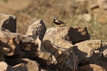 Ashy crowned sparrow lark standing on stone.