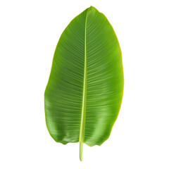 Large green leaf showcases natural texture and beauty