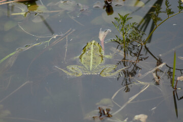 Green frog floats in a peaceful lake water surface.