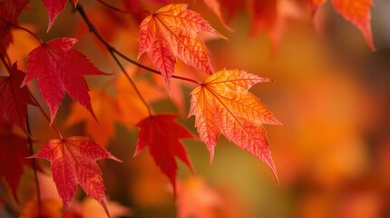 Vibrant crimson and amber maple leaves cascade on delicate branches during autumn season, creating