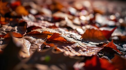 A ground-level close-up captures the intricate textures of fallen autumn leaves, reflecting soft,