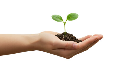 Isolated Hand Holding Young Plant