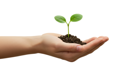 Isolated Hand Holding Young Plant