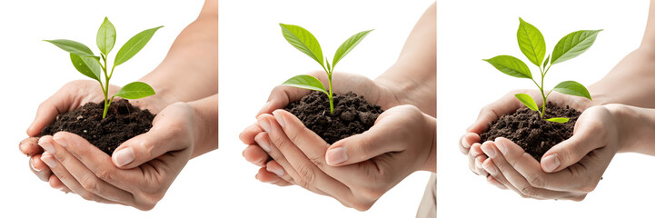 Hands gently holding a small green plant sprout symbolize new life and growth in nature's care