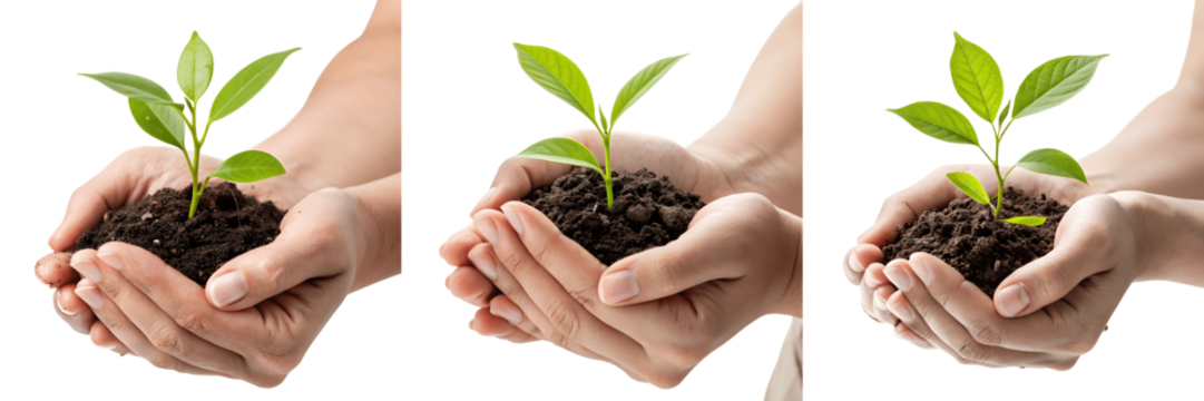 Hands gently holding a small green plant sprout symbolize new life and growth in nature's care - Powered by Adobe