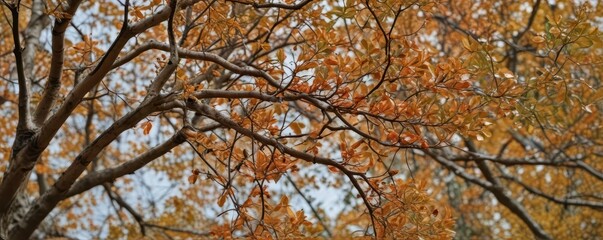 Close-up of diseased tree branches, brown spots visible, damage, twig