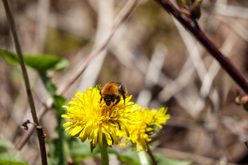 
A bumblebee, probably a meadow bumblebee, is collecting food on a yellow dandelion flower, and the background is brownish grass and branches.