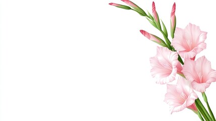 Fototapeta premium Elegant Pink Gladiolus Bouquet: A Delicate Floral Arrangement on White Background